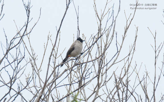 Image of Sooty-headed Bulbul