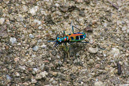 Image of Cicindela (Cosmodela) duponti Dejean 1826