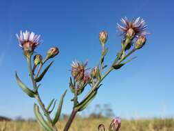 Image of sea aster