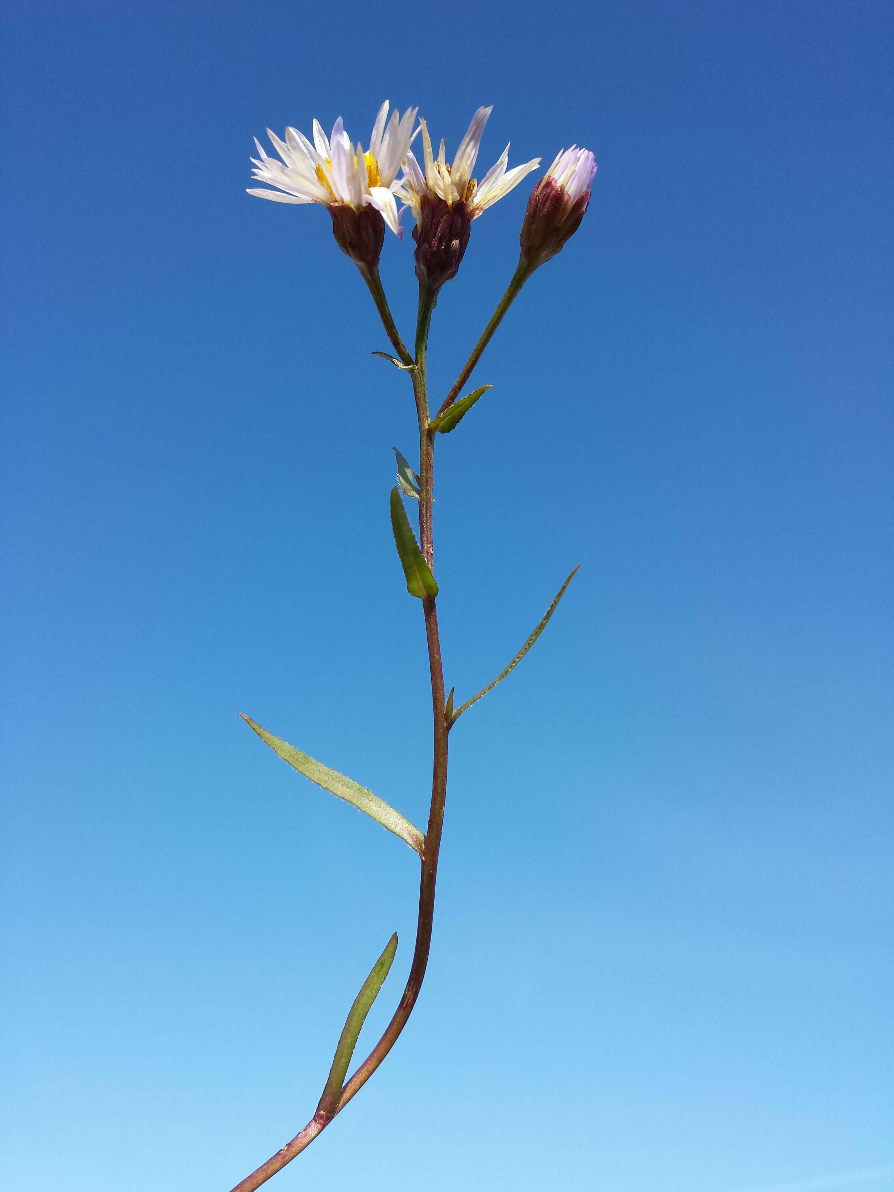 Image of sea aster