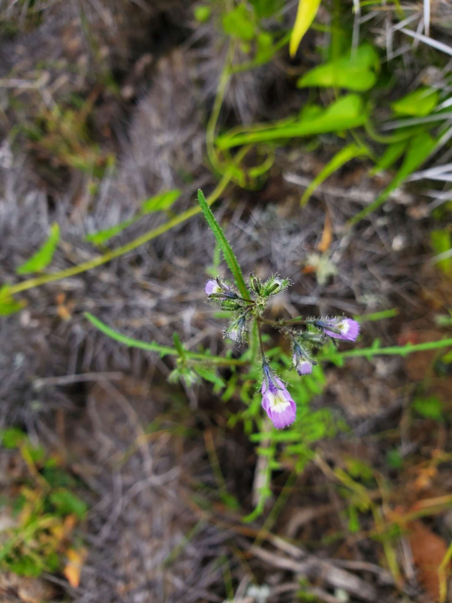 Image of Schizanthus porrigens subsp. borealis