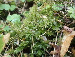 Image of elliptic plagiomnium moss