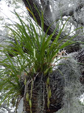 Image de Cymbidium dayanum Rchb. fil.