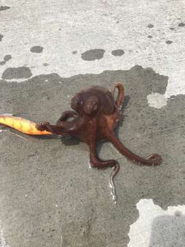 Image of Pale octopus