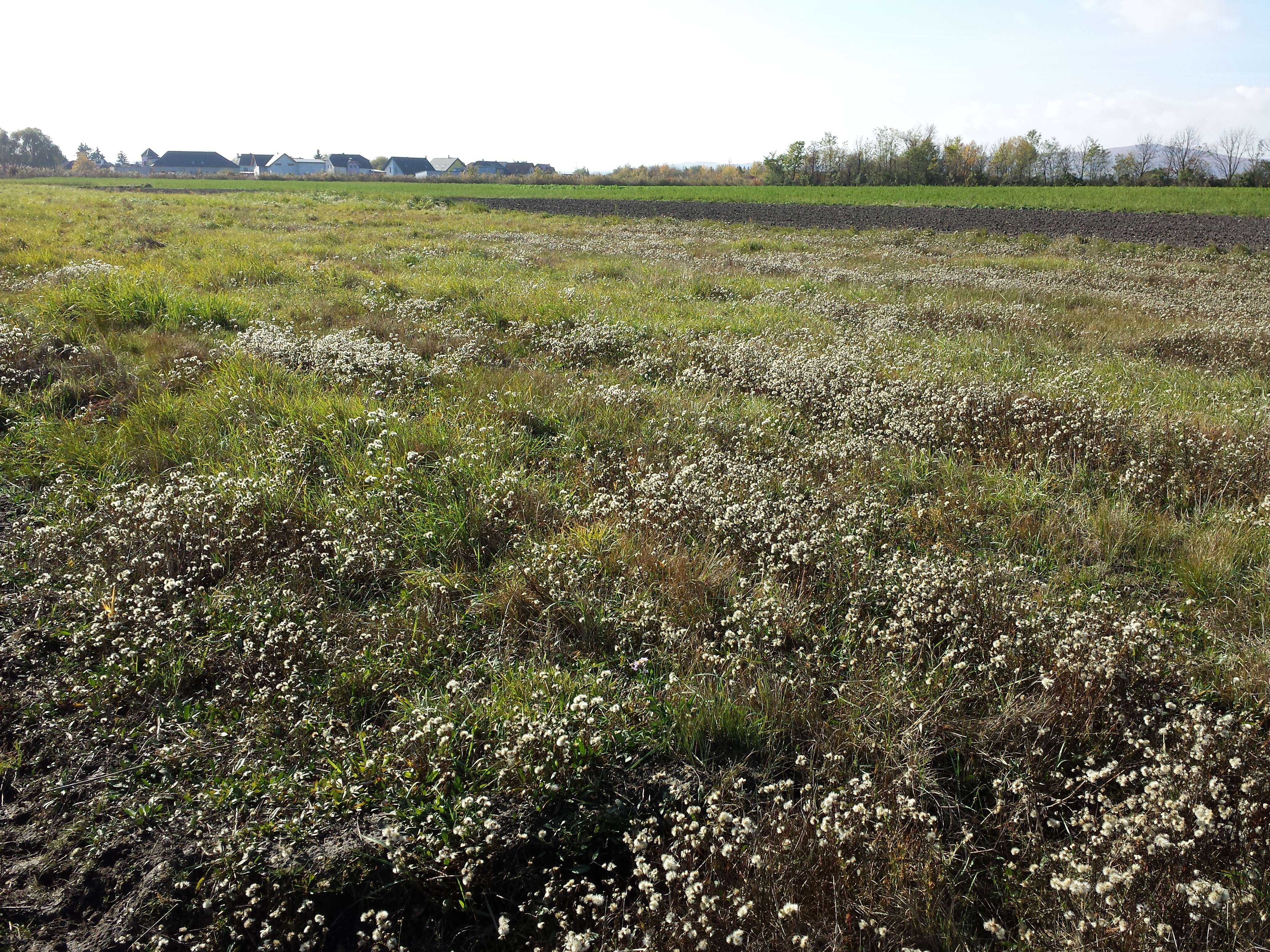 Image of sea aster