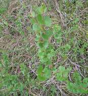 Image of Bog birch