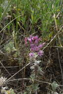 Allium pallasii Murray resmi