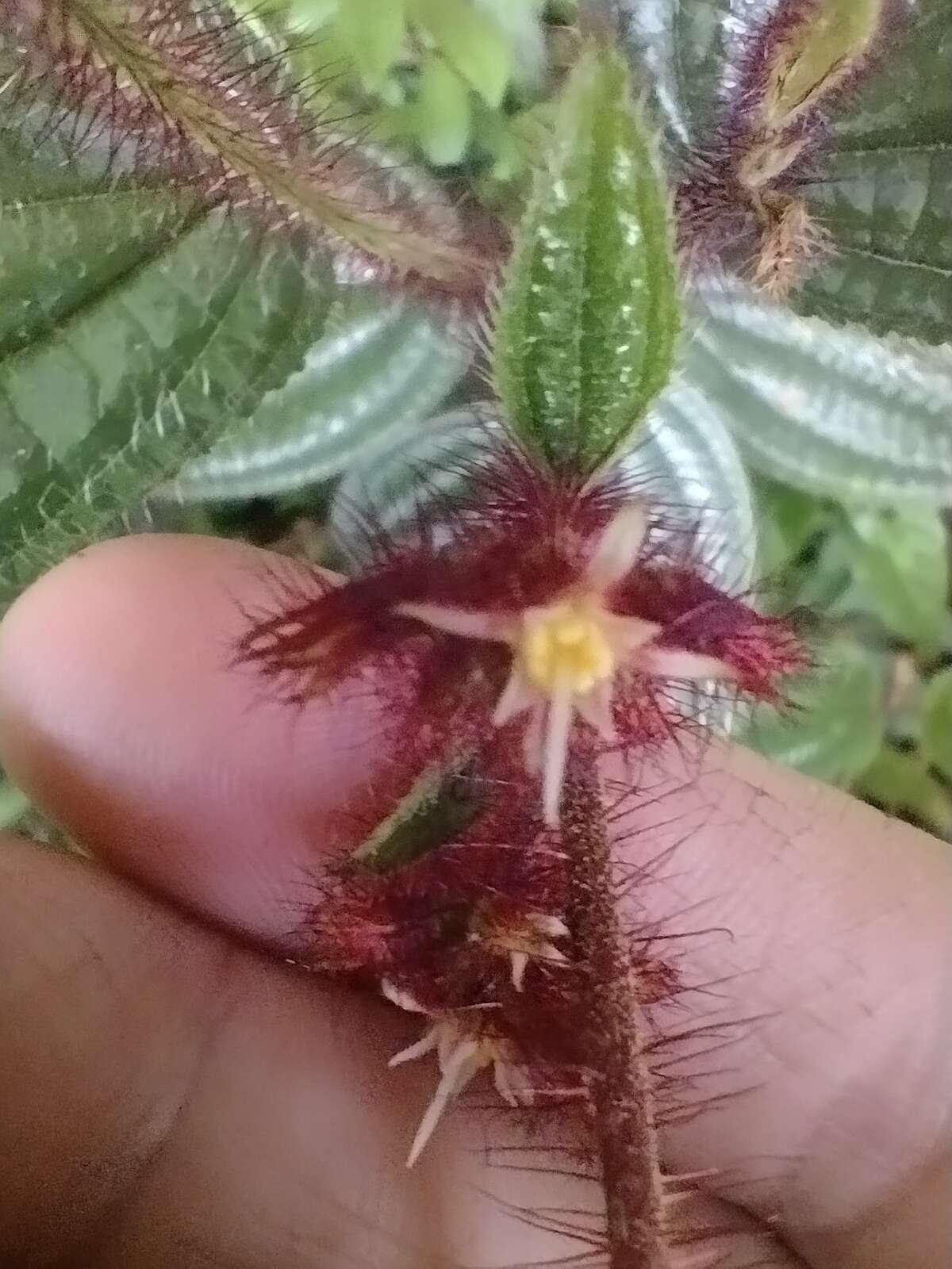 Image of Miconia australis