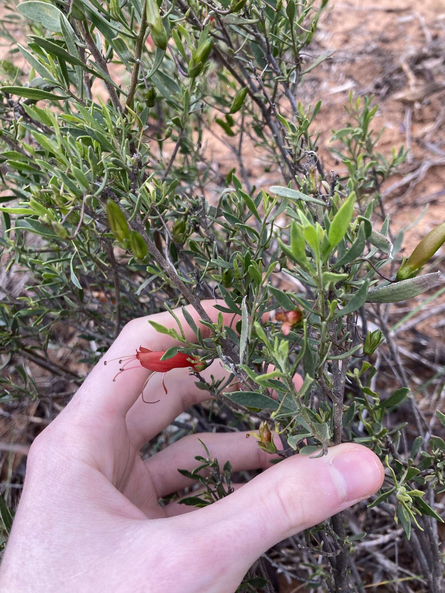 صورة Eremophila decipiens subsp. decipiens