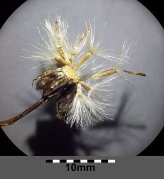 Image of sea aster