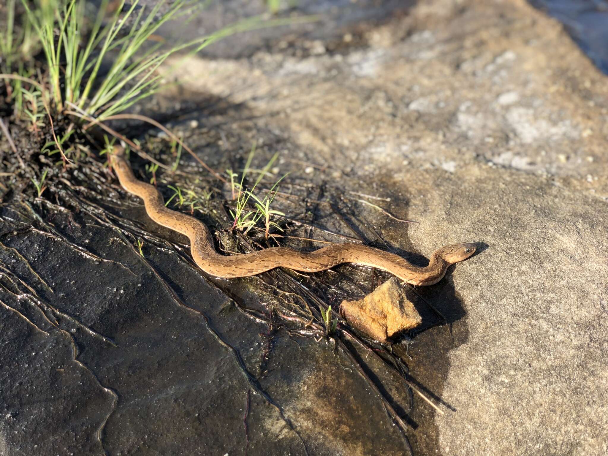 Image of Spotted Night Adder