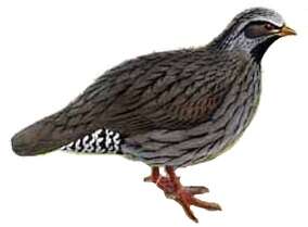 Image of Himalayan Quail