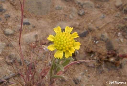 Image of Helenium urmenetae (Phil.) Cabrera