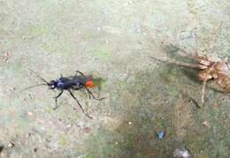 Image of Spider wasp