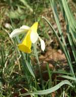 Image of daffodil