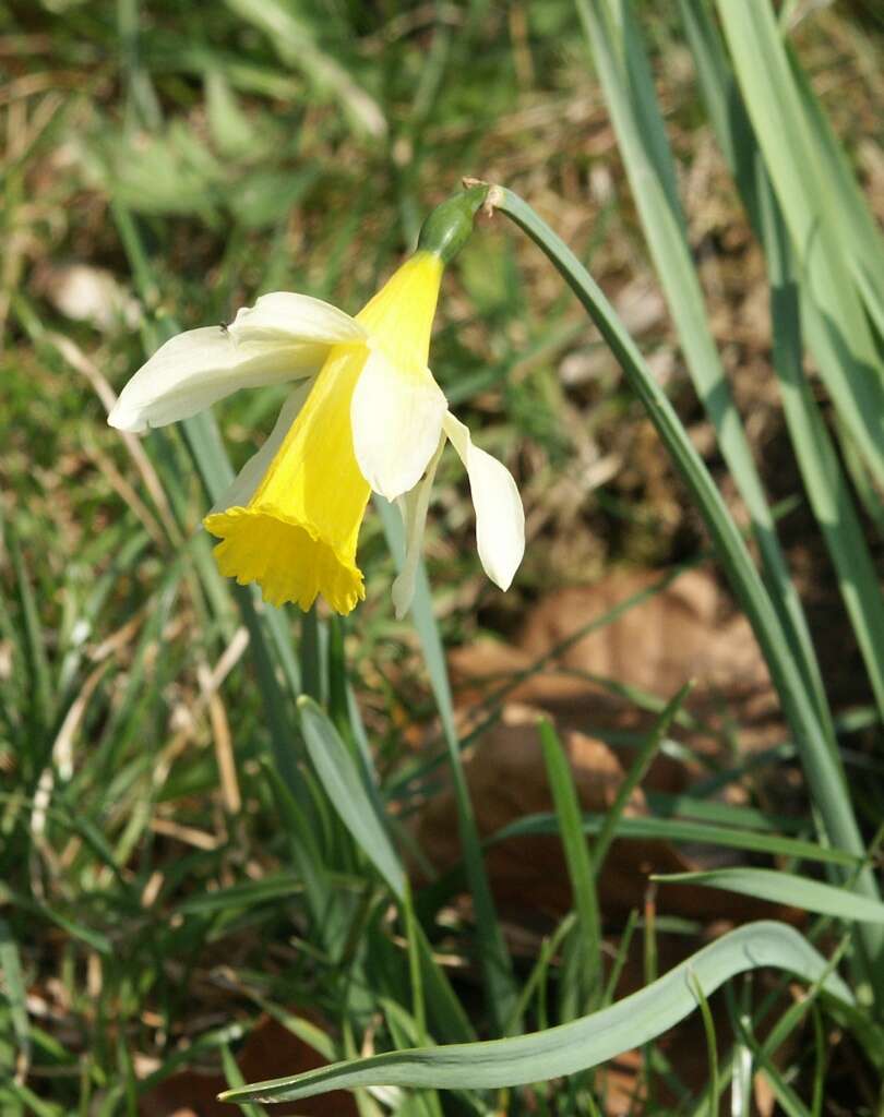 Image of daffodil