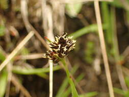 Image of Luzula sudetica (Willd.) Schult.