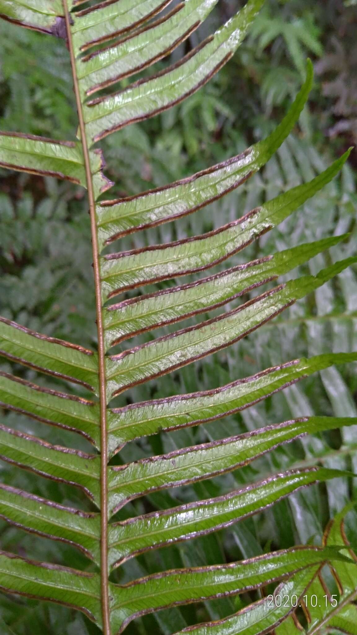 Plancia ëd Pteris terminalis Wall.