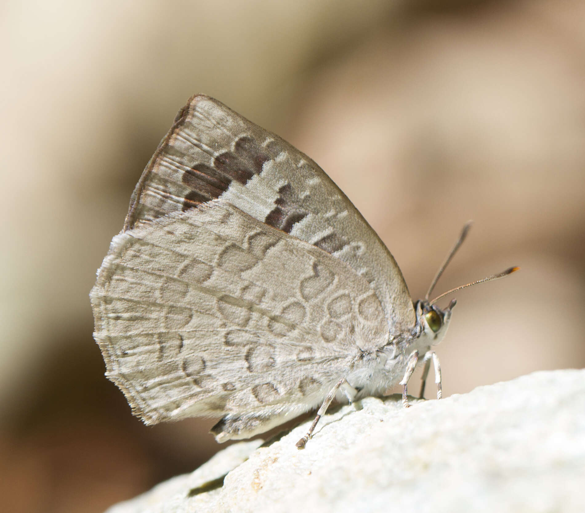 Image of <i>Arhopala ganesa</i>