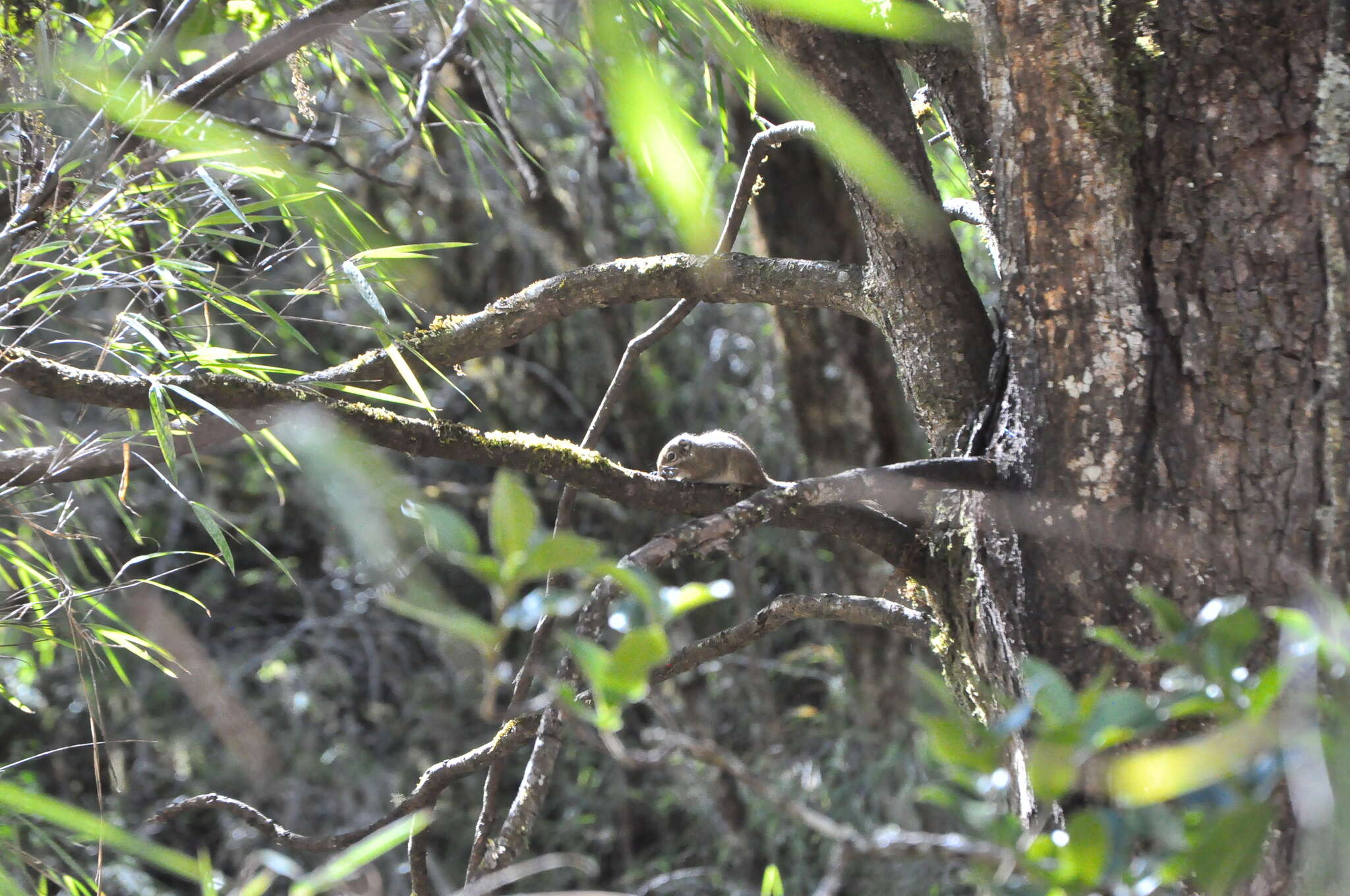 Image of Swinhoe's Striped Squirrel