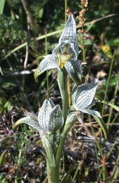 Image of Chloraea magellanica Hook. fil.