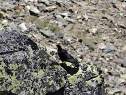 Image of Alpine Chough