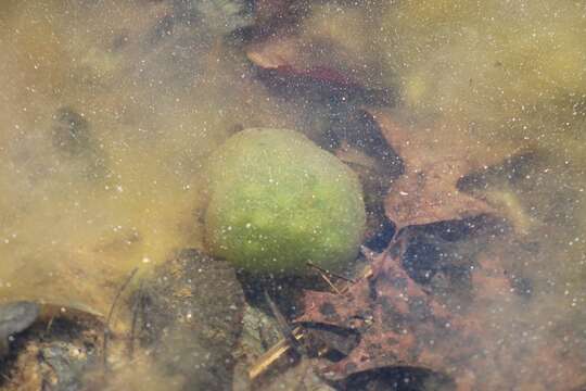 Image of Chlorococcum amblystomatis