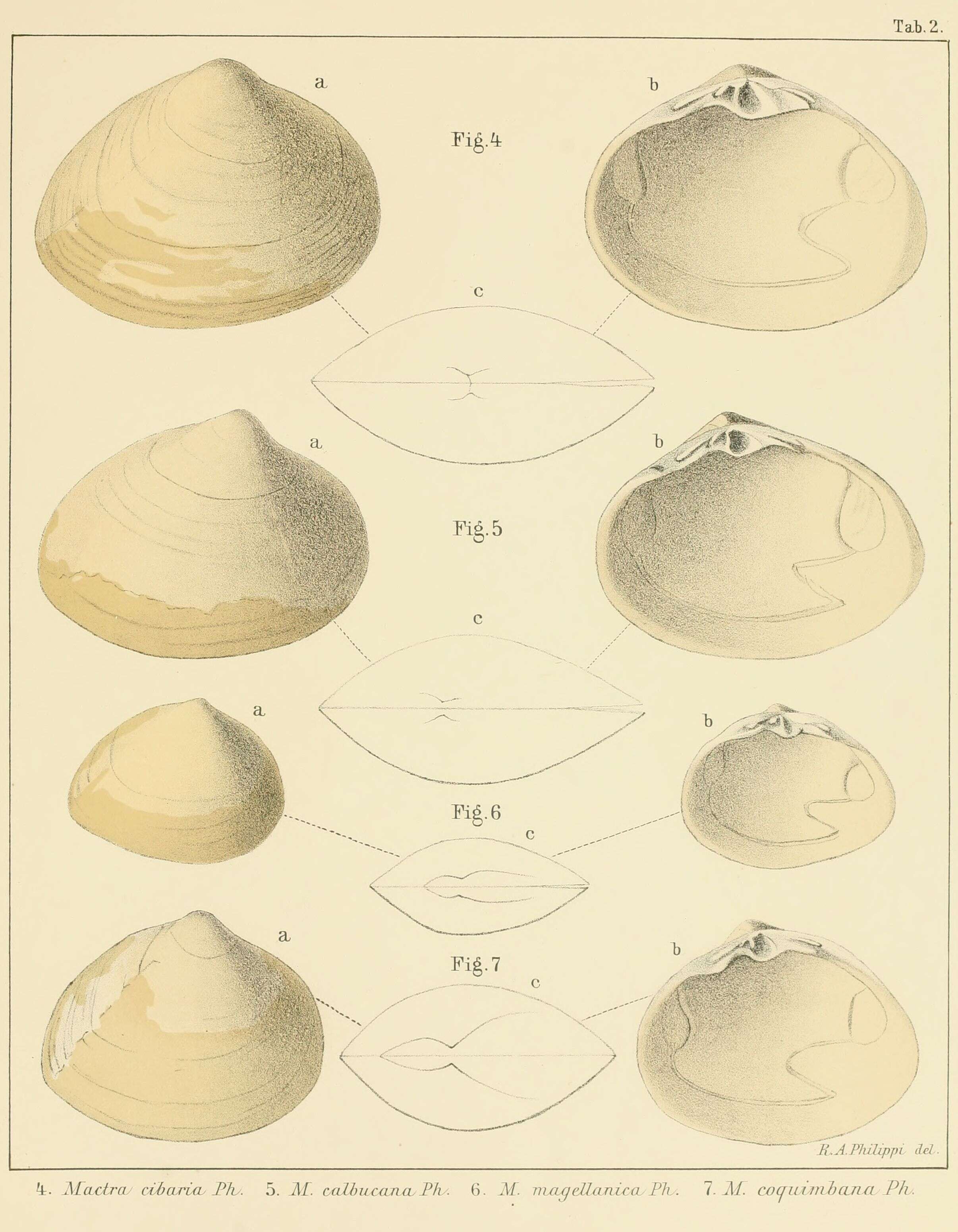 Image of Mactra Linnaeus 1767