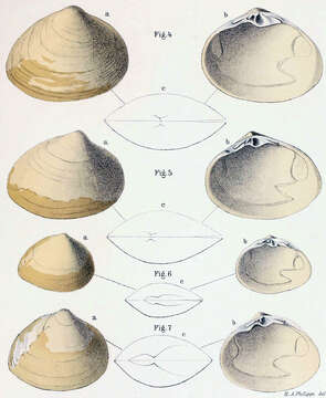 Image of Mactra Linnaeus 1767