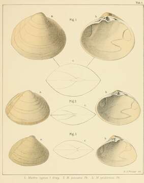 Image of Mactra Linnaeus 1767