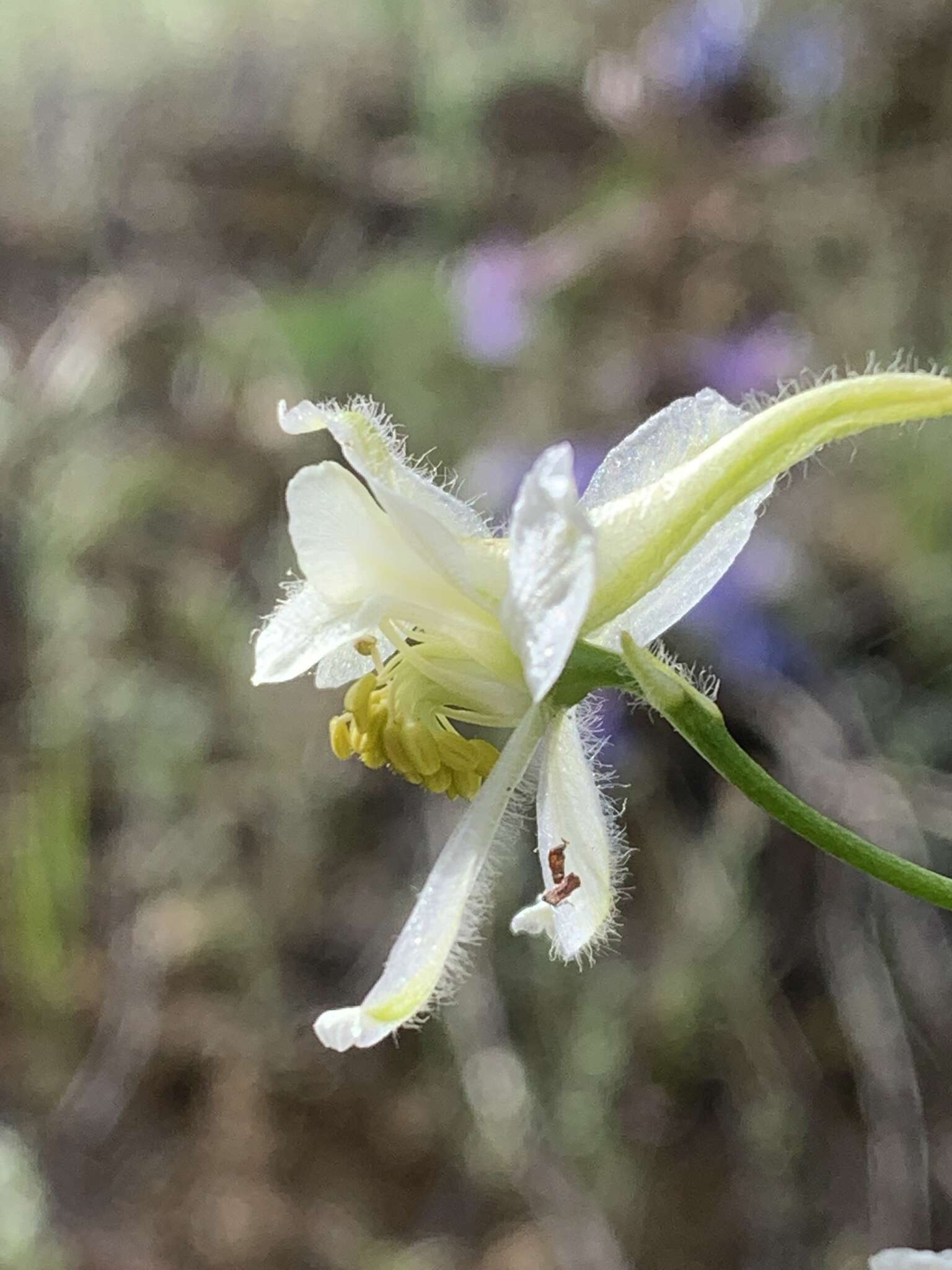 Delphinium xantholeucum Piper的圖片