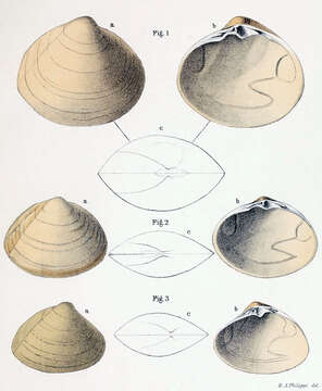 Image de Mactra Linnaeus 1767