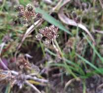 Image of Fuirena ciliaris (L.) Roxb.