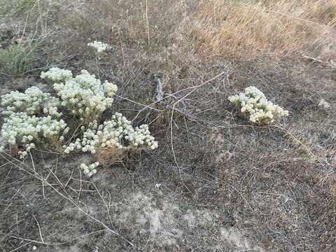 Image of Idaho pepperweed