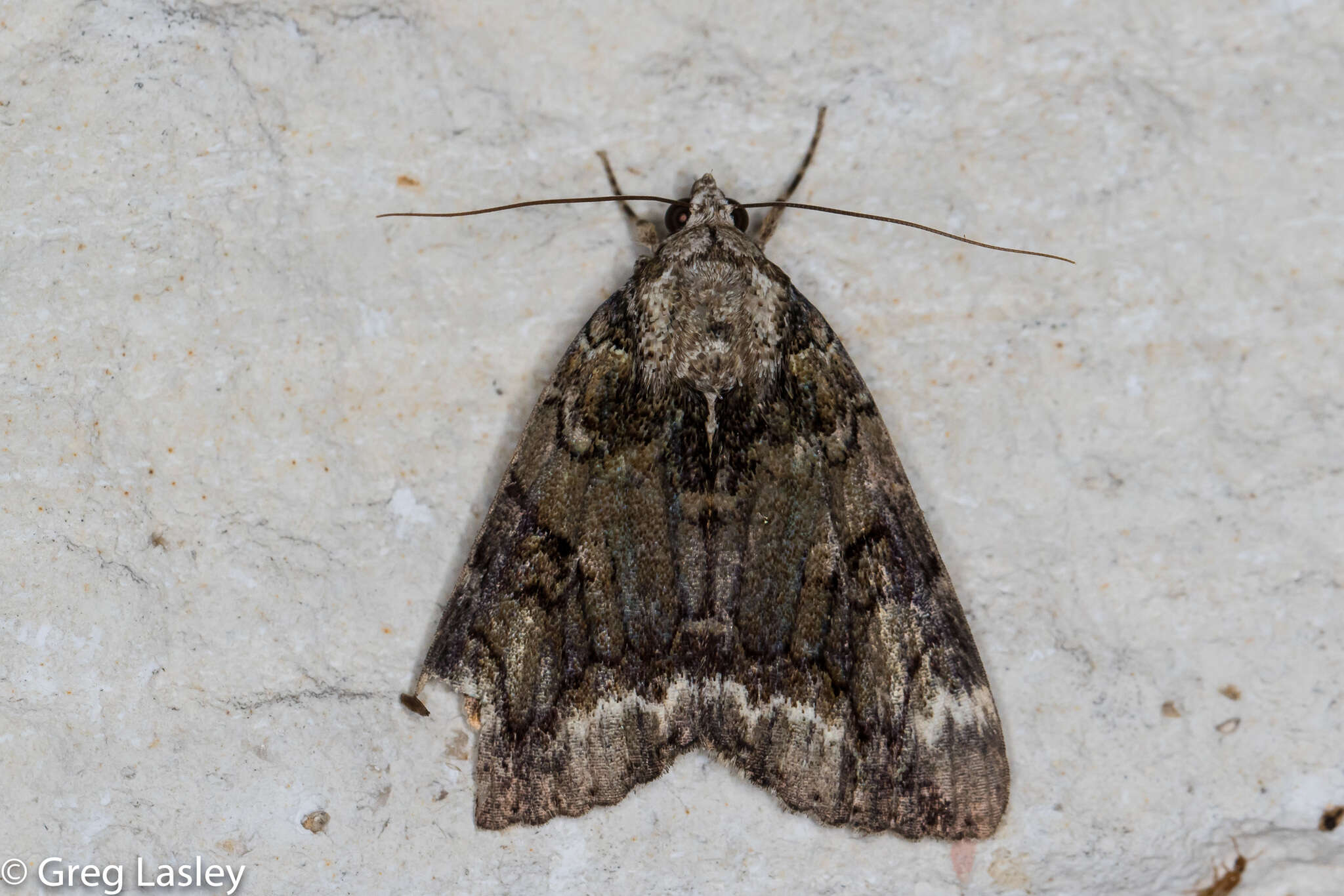 Image of Little Nymph Underwing