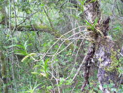 Image of Tridactyle bicaudata subsp. bicaudata