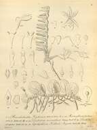 Image of Meiracyllium trinasutum Rchb. fil.