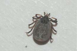 Ixodes frontalis (Panzer 1798)的圖片