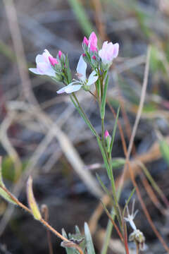 Image of Marin dwarf-flax