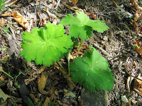 Image of Aconitum desoulavyi Komarov