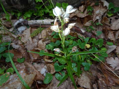 Image of Sword-leaved helleborine