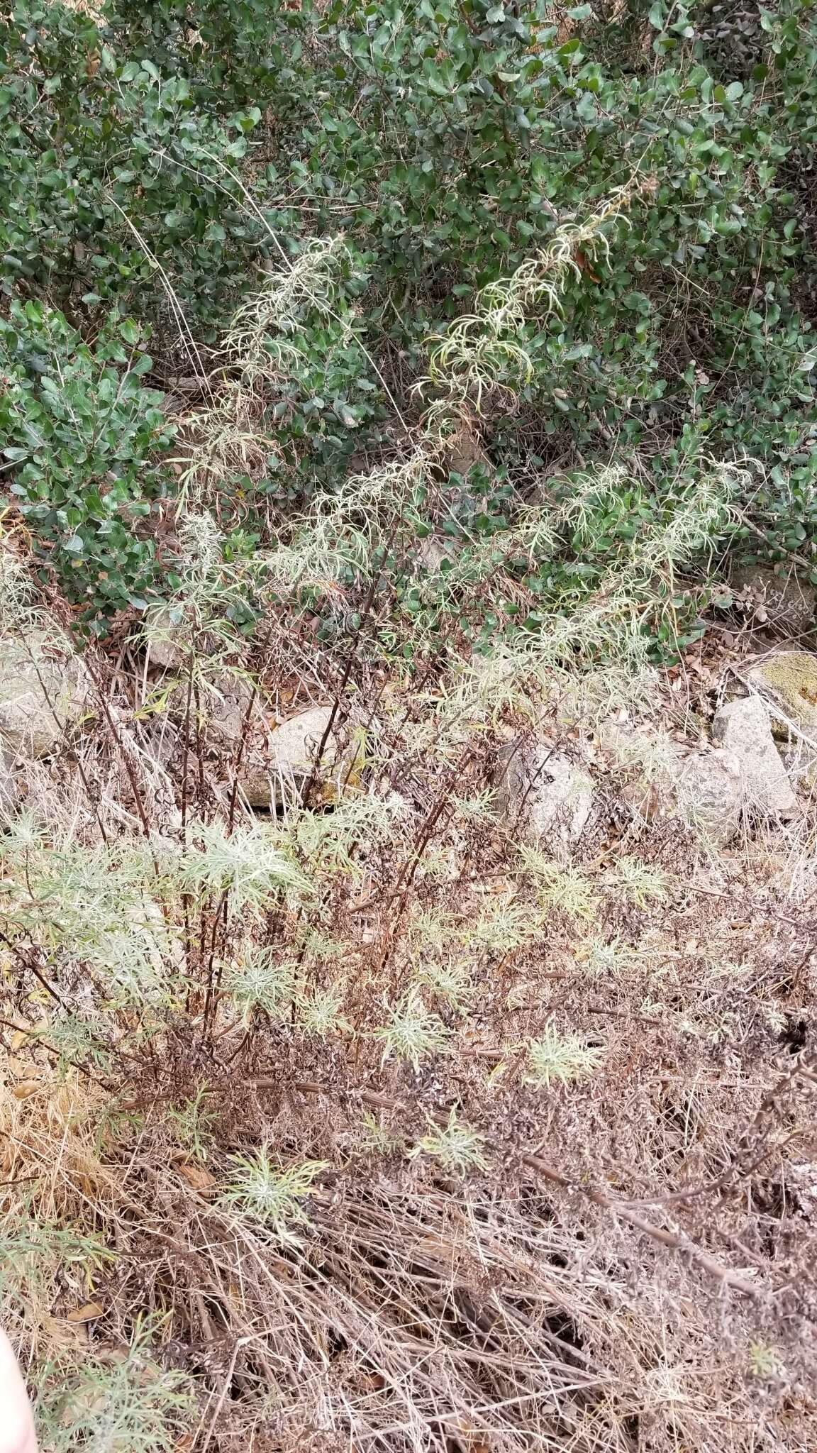 Image of San Diego sagewort