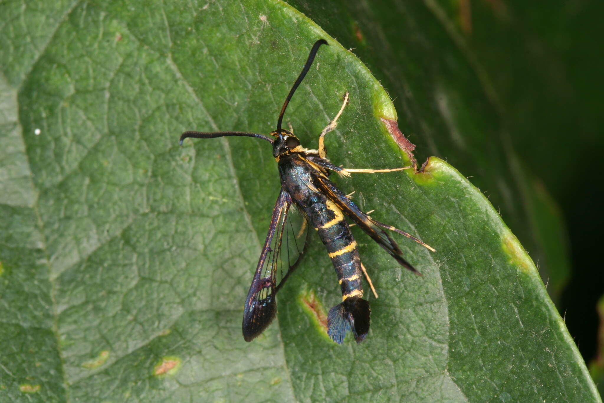 Image of Synanthedon spuleri Fuchs 1908