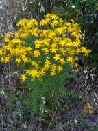 Image of St John's wort