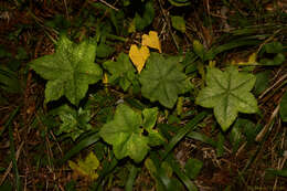 Image of Hydrocotyle quinqueloba var. macrophylla (Pohl ex DC.) Urb.