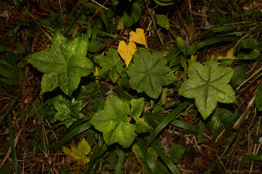 Imagem de Hydrocotyle quinqueloba var. macrophylla (Pohl ex DC.) Urb.