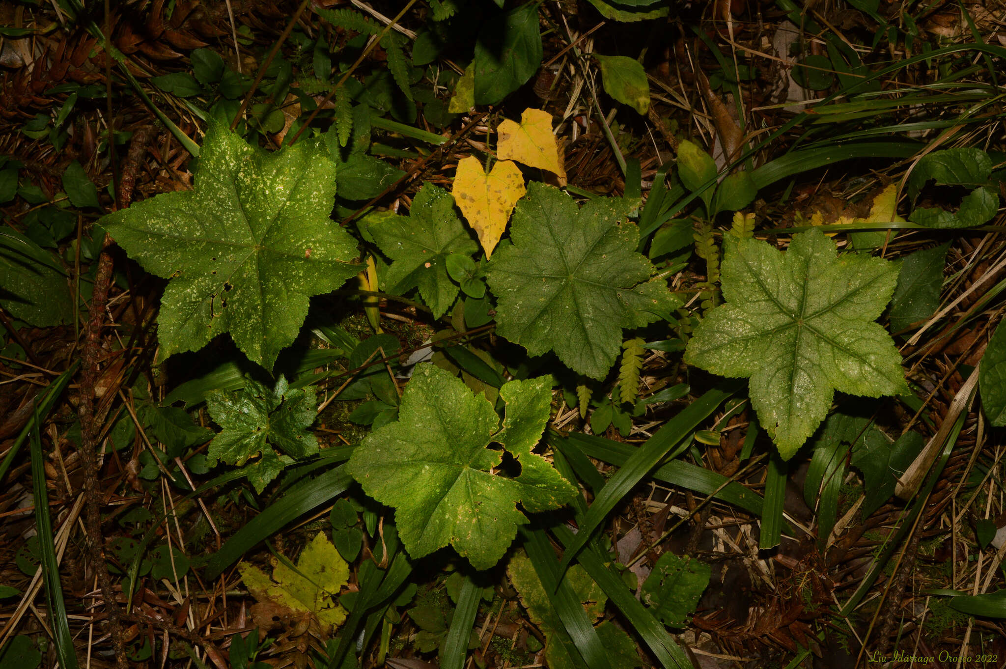 Image of Hydrocotyle quinqueloba var. macrophylla (Pohl ex DC.) Urb.