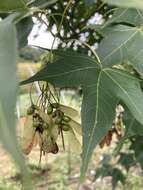 صورة Acer oliverianum subsp. formosanum (Koidz.) E. Murray