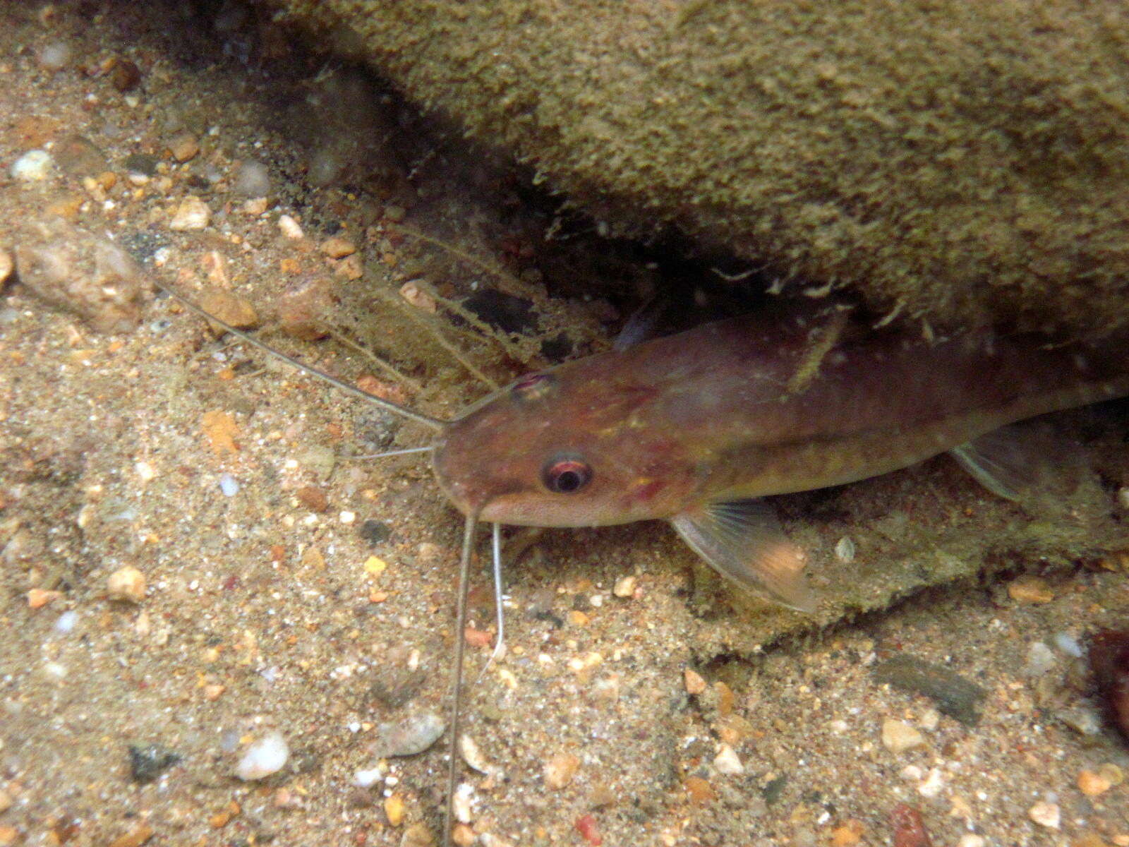 Image of Cave chulín