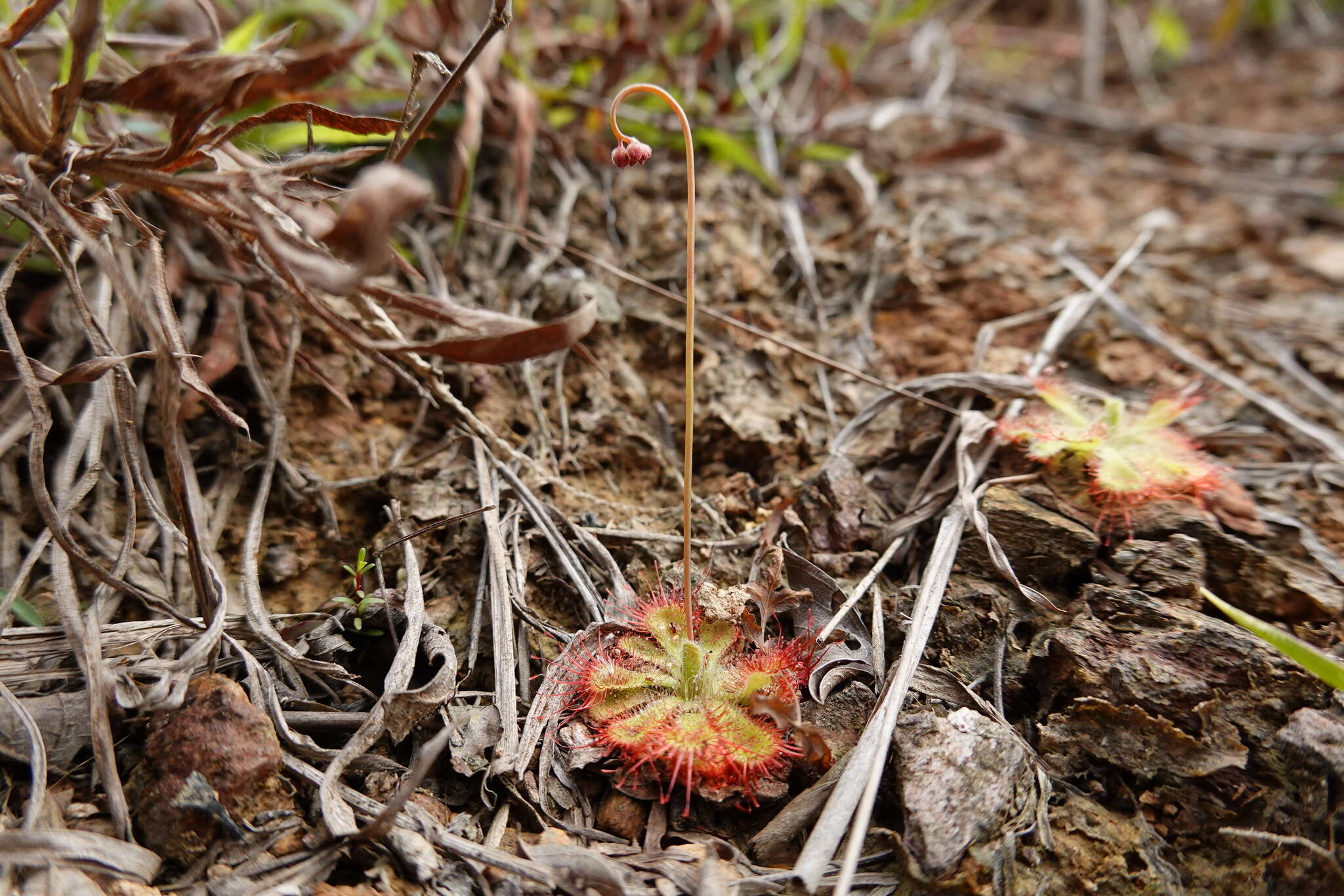 Image of <i>Drosera burmanni</i>